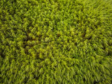 Macro shot yastık yosunu Leucobryum glaucum vitrin yumuşak dikenli doku