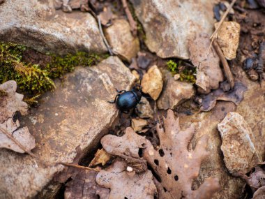 Gübre böceği Geotrupes sterkorarius kayalık yaprak kaplı zeminde hareket eder