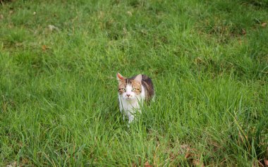Kedi yoğun otlardan çıkar delici yeşil gözler bir şeye kilitlenir.