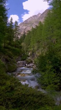 Sakin alp nehri yavaş çekimde yemyeşil ormanlarda akıyor.