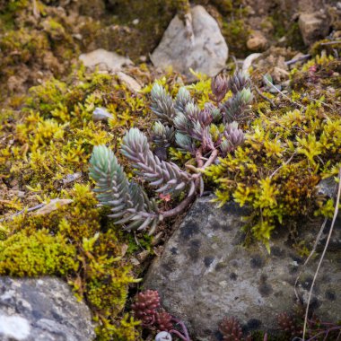 İlkbahar ışığı altında yosunlu taşlara yerleştirilmiş refleksli taşrop