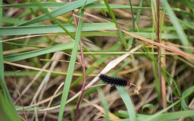 Occitanie Bahar Sahasında Yalnız Glanville Fritillary Tırtılları