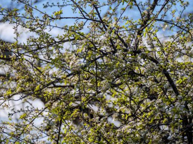 Vahşi kiraz ağacı ilkbaharda çiçek açar oküloitanie Fransa 'da