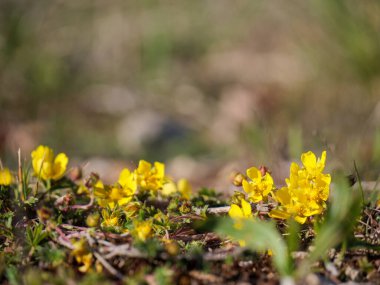 Vahşi sarı sinkuefoil, büyücülük tarlasında yere yakın çiçek açıyor.