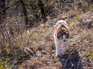 Besin ambalajı, veteriner pazarlaması ve yaşam tarzı reklamcılığı için ideal doğal ortamdaki iyi bakımlı tekir ve beyaz kedi..