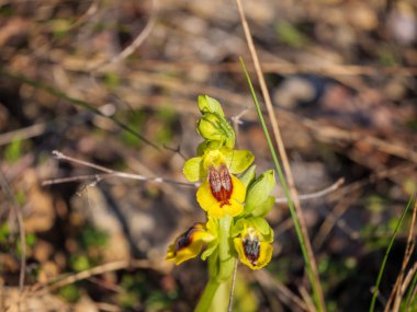 Tek sarı arı orkidesi - Ophrys lutea - doğal habitattaki çiçek belirgin kırmızımsı kahverengi dudak işaretleri gösteriyor, Occitanie, Fransa