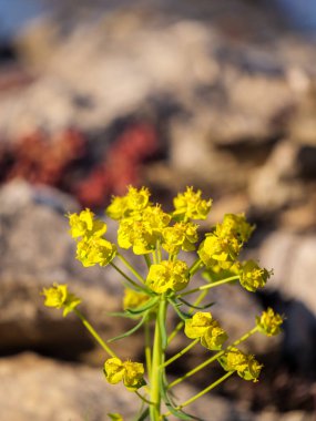 Vahşi selvi salgını - Euphorbia cyparissias - kayalık Occitanie habitatında gelişen umbel formasyonunda karakteristik sarı-yeşil kakyayı gösteriyor