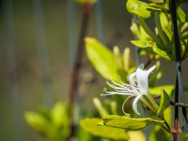 Saf beyaz Japon hanımeli çiçeği doğal güzelliği ve sağlığı simgeler, spa, aromaterapi ve organik ürün pazarlaması için idealdir.