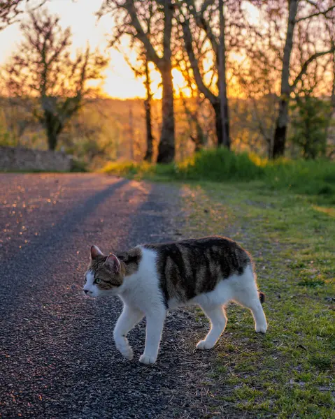 Symbolic moment of cat stepping from natural grass onto paved road representing transition between wild and civilized worlds concept