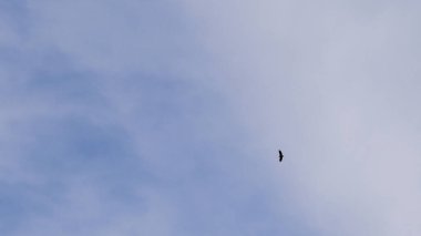 Aegypius monachus, aynı zamanda Cinereous Vulture olarak da bilinir, uçsuz bucaksız ve bulutsuz gökyüzünde tek başına süzülür..