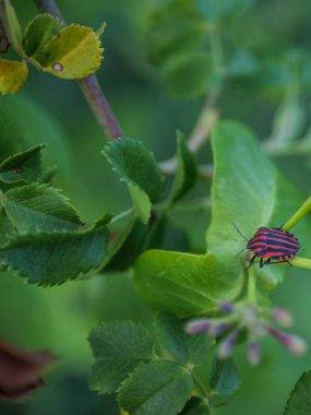 Güney Fransa 'da yeşil yay yapraklarında dinlenen kırmızı ve siyah çizgili Graphosoma italicum böceğinin makro çekimi.