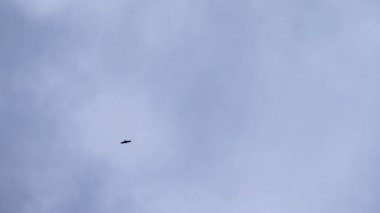 Yumuşak bir gökyüzüne karşı sakin bir uçuşun ideal görüntüsü, özgürlük, hırs ve ekolojik temalar için mükemmeldir..