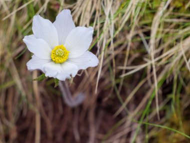 Bir Pulsatilla vernalis yabani çiçeğinin sakin güzelliğini yakalıyorum. Engebeli Pyrenean arazisinde gelişiyor. Dayanıklılık, doğal saflık ve mevsimsel yenilenme temaları için mükemmel..