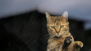 Cam pencerenin arkasındaki yerli tekir kedi, uyarı davranışları sergiliyor. Pençe kaldırılmış, dışarıdan çekilmiş.