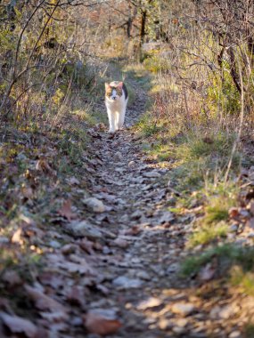 Ethereal scene of lone cat materializing from soft-focus stone pathway surrounded by golden Mediterranean light. Dreamy bokeh transforms ancient trail into mystical journey through time, creating poetic atmosphere of solitude and wonder.