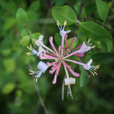 Doğal güzelliği ve aromatik cazibeyi temsil eden renkli hanımeli çiçeklerine büyüleyici bir yakınlık. Bahar, yaz, bahçecilik ya da çiçekçilik konseptleri için mükemmel bir tema..