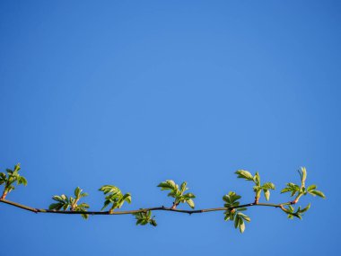 Limitsiz mavi gökyüzüne karşı taze yeşil dalın dinamik gelişimi, iş büyümesi için mükemmel metafor ve sınırsız potansiyel