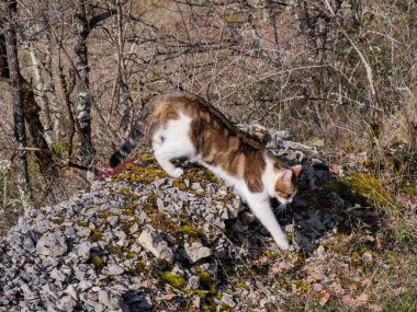 Evcil bir kedi, Felis Catus Fransa 'nın Occitanie kentindeki yaprak döken bir ormanda yosun kaplı kayalardan aşağı doğru yol alıyor. Arazi liken, kuru yapraklar ve erken bahar büyümesi ile biçimlendirilmiştir..