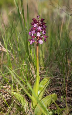 Çarpıcı Lady Orchid - Orchis purpurea - eşsiz mor ve beyaz yapraklarını sergiliyor, güneşli doğal bir çayırda canlı duruyor, ekolojik temalar için ideal..