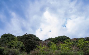 Yeşiller yemyeşil bitkiler ve ağaçlar tarihi taş duvarları tüketiyor, esnekliği ve doğanın gücünü simgeliyor.