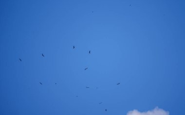 Geniş açık mavi gökyüzü geniş kopya alanı sağlayan görkemli uçuşlarda birden fazla akbabanın yer aldığı geniş bir çekim..