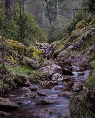 Dokunulmamış doğa ve çevre uyumu somutlaştıran el değmemiş, yemyeşil bir ormanda dolambaçlı büyüleyici bir dere. Çevre dostu temalar için ideal..