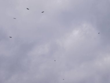 Etkileyici bir grup akbaba bulutlu gökyüzünde süzülüyor doğal özgürlük ve vahşi kuş davranışları sergiliyorlar.
