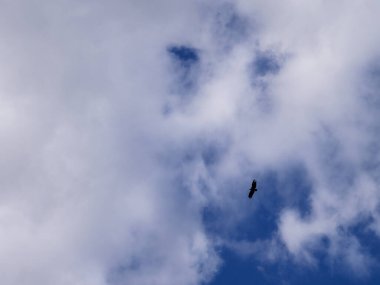 Bu görüntü özgürlük ve hakimiyet kavramını somutlaştırıyor. Geniş, açık gökyüzüne hükmeden, dizginlenemeyen özgürlük ve perspektifi temsil eden yalnız bir yırtıcı kuş..