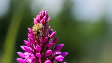 Mor bir orkide çiçeğinin üzerinde kamufle edilmiş küçük bir Misumena vatia, bir yengeç örümceği.