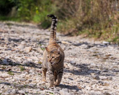 Evcil bir tekir kedi, kahverengi ve turuncu tonların bir karışımını ve öne çıkan çizgili kuyruğunu gösteriyor, güneşli kayalık bir yolda yürüyor..