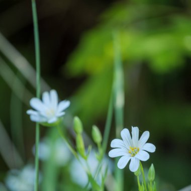 Çentikli taç yaprakları ve sarı kadife çiçekleri ile yeşil çimenler ve yumuşak ışıkta çiçek açan narin bir beyaz dikişotu (Stellaria holostea)..