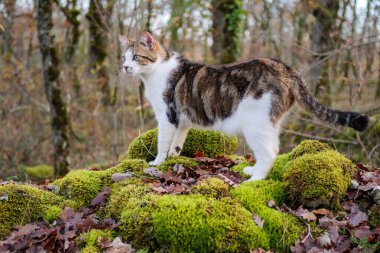 Beyaz ve kahverengi işaretli çarpıcı bir evcil kedi, bereketli yeşil yosun ve bir ormanda dökülen yapraklar üzerinde zarifçe poz verir, hayvan bakımı ve açık hava teması için mükemmeldir..