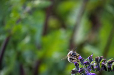 Yaban arısının dinamik çekimi aktif olarak mor çiçekleri tozlaştırıyor. Doğa, ekoloji ve sürdürülebilirlik temaları için mükemmel..