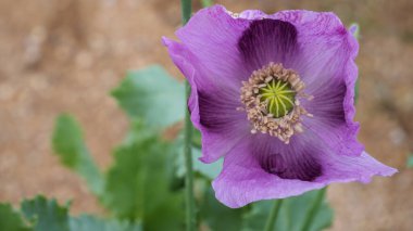 Parlak mor süslemeli gelincik çiçeği yumuşak doğal ışıkta çiçek açıyor. Detaylı taç yaprakları ve yeşil tohum kapsülüyle.