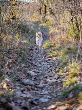 Meraklı bir calico kedisi güneş lekeli bir orman patikasında dolaşır, doğal keşifleri ve sessiz bağımsızlığı somutlaştırır, evcil hayvan ve doğa temaları için uygundur..
