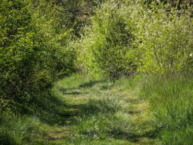 Asfaltsız yaya yolu canlı yeşil kırsal alanda kayboluyor. Yürüyüş, yürüyüş ve doğa keşfi için ideal..