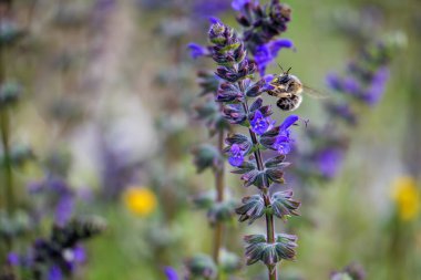 Mor çiçeklerle meşgul meşgul bir yaban arısı, sürdürülebilirlik, çevre sağlığı, çevre dostu ürünler ve bahar temaları üzerine kampanyalar için mükemmel..