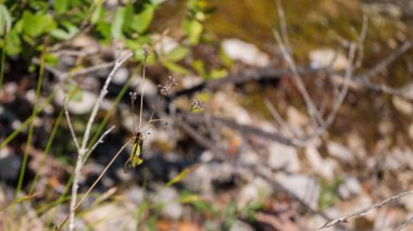 Uzun boynuzlu bir baykuş sineğinin yakından çekilmiş, Libelloides longicornis, ayırt edici sarı ve siyah kanatları var. Kuru bitki üzerinde dinlenen böcekler.