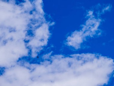 Yükselen büyük bir kuşun silueti, büyük ihtimalle bir Griffin Akbabası, Pyrenean gökyüzüne karşı Gyps fulvus, kuşbilimi ve korunma için kullanışlı..