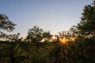 Göz kamaştırıcı doğal güzellik, parlak bir güneş patlaması, yemyeşil bir ormanın ufkunu kırıyor, dingin arka planlar için ideal.