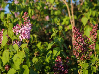 Canlı mor ve pembe leylak (şırınga vulgaris) çiçekleri, bahar boyunca yeşil yapraklı çalılıklarda açan, güneş ışığıyla aydınlatılan çiçek kümeleri..