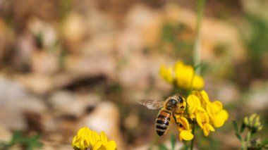Havada yakalanmış çalışkan bir arı aktif olarak sarı bir kır çiçeğine yaklaşıyor ve yaz canlılığını simgeliyor.