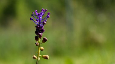 Çiçek açmış çarpıcı bir mor çiçek, güzel bulanık yeşil bir arka plana karşı izole edilmiş, tasarım elementleri için ideal..