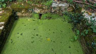 Parlak yeşil ördek otu ve yosunlu taşlarla kaplı eski bir kuyudaki durgun su..