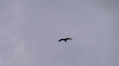 Güçlü bir kuş, ince desenli, atmosferik gri gökyüzüne karşı minimalist ve dramatik bir görsel kompozisyon oluşturur..