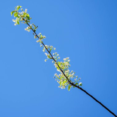 Armut ağacının canlı bir dalı (Pyrus komünü) açık, geniş mavi gökyüzüne karşı dizilmiş narin beyaz çiçekler ve taze yeşil yapraklarla süslenir..