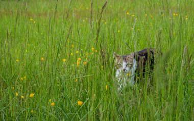 Maceraperest bir evcil kedi, yemyeşil otların içinden kendine güveni tamdır..
