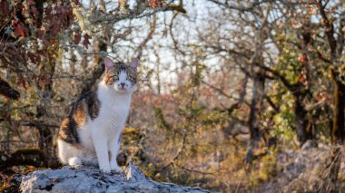 Yeşil gözlü güzel bir evcil kedi ağaçlık alanda yosunlu bir kayanın üzerinde merakla kameraya bakar.
