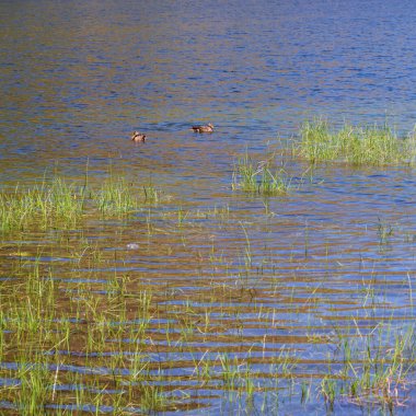 A pair of wild Mallard ducks (Anas platyrhynchos) on the surface of the tranquil tang de Comte, a high-altitude lake in the Ariege Pyrenees, France.