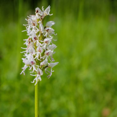 Orchis familyasından bir orkide türü olan vahşi maymun orkidesinin (Orchis simia) ayrıntılı makro görüntüsü.